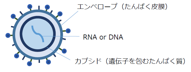 ウイルスの構造